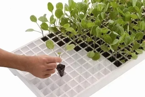 Bandeja Para Mudas Isopor 200 Celulas 11 Unidades