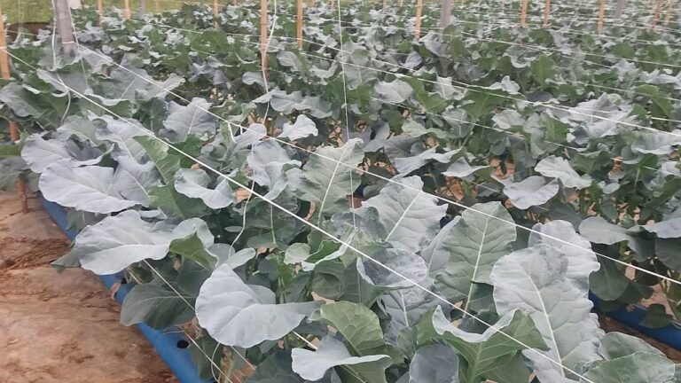 Brocolis Hidroponico