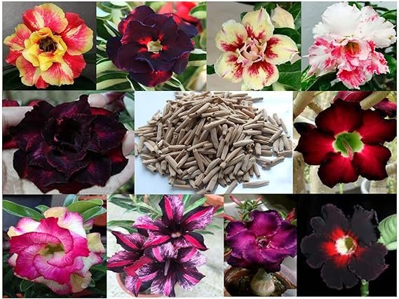 10 Sementes de Rosas do Deserto triplas, duplas e simples (Adenium obesum) Sortidas Kit nº 1