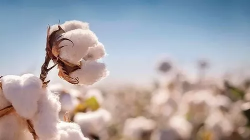 20 Sementes De Algodão Branquinho Para Plantio