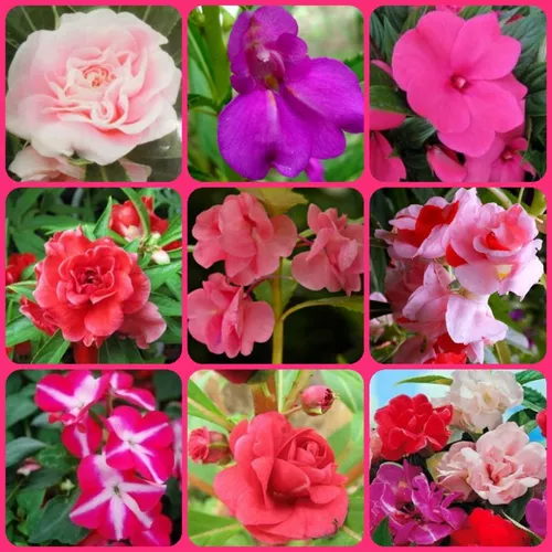 100 Sementes De Beijinho De Frade Dobrado Vasos E Canteiros.