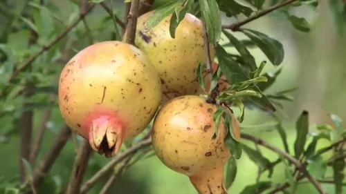 100 Sementes De Romã