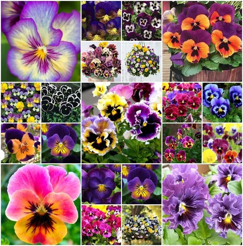 1000 Sementes De Amor Perfeito Gigante Suiço + Brinde