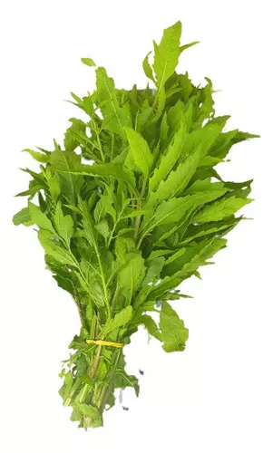 1000 Sementes De Mastruz Erva De Santa Maria