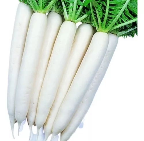 180 Sementes Nabo Gigante Japonês Minowase + Brinde