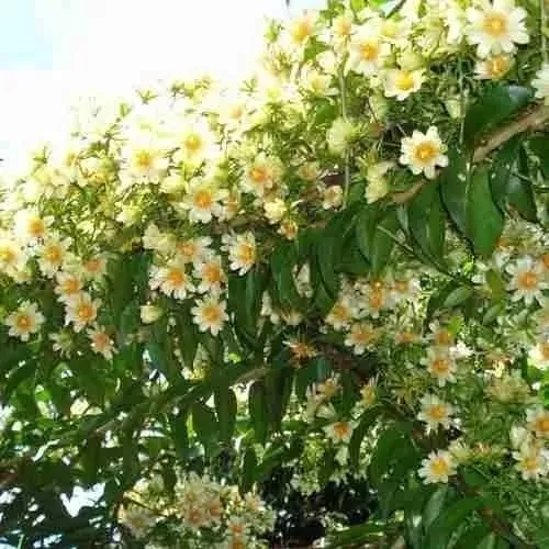 2 Estacas De Ora Pro Nobis Flor Branca E 2 Da Rosa Sem Raiz