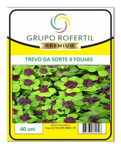 40 Bulbos Do Trevo De 4 Folhas Trevo Da Sorte