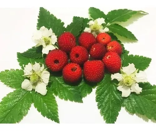 40 Sementes Amora Vermelha Framboesa Rubus Rosifolius para muda