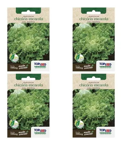 4x Sementes Chicória Lisa (escarola) Topseed