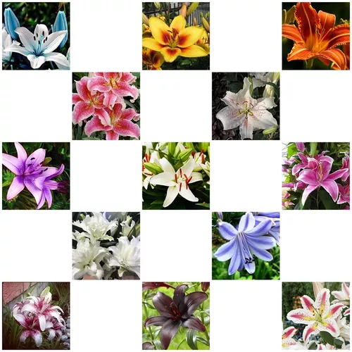 90 Sementes De Lírio Asiático Gigante + Brinde