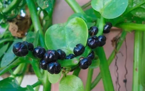 Bertalha 150 Sementes Orgânica Selecionadas