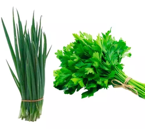 Kit Sementes De Cheiro Verde Salsa + Cebolinha Para Mudas