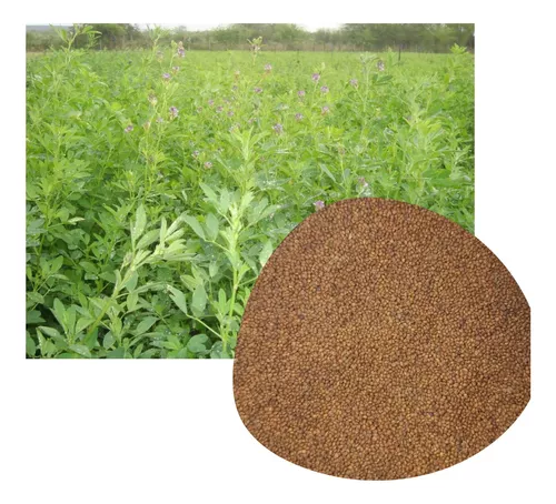 Semente De Alfafa Criola Brotos,feno E Pastagem vlr 1 Kg