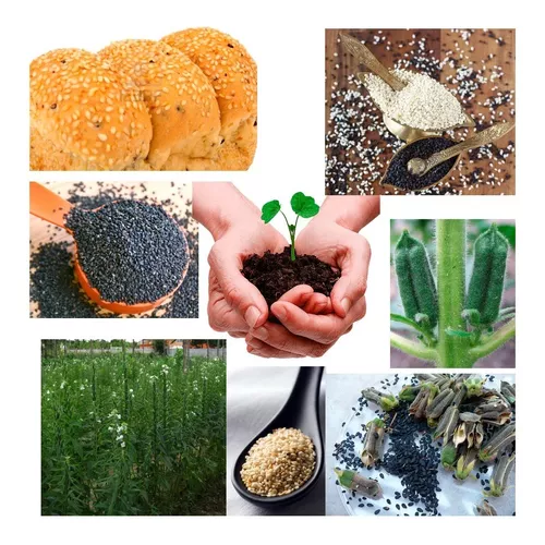 Sementes Gergelim Preto + Branco para Plantio D Mudas + Brinde