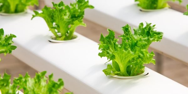 Beneficios da Hidroponia em Apartamentos