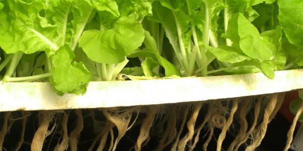 Vantagens e desvantagens da hidroponia